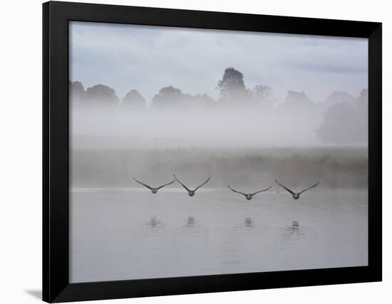 Canada Geese Fly Over Pen Ponds in Winter-Alex Saberi-Framed Photographic Print