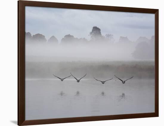 Canada Geese Fly Over Pen Ponds in Winter-Alex Saberi-Framed Photographic Print