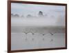 Canada Geese Fly Over Pen Ponds in Winter-Alex Saberi-Framed Photographic Print