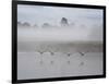 Canada Geese Fly Over Pen Ponds in Winter-Alex Saberi-Framed Photographic Print