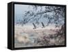 Canada Geese Flying Though a Wintery Richmond Park-Alex Saberi-Framed Stretched Canvas