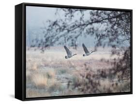 Canada Geese Flying Though a Wintery Richmond Park-Alex Saberi-Framed Stretched Canvas