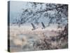 Canada Geese Flying Though a Wintery Richmond Park-Alex Saberi-Stretched Canvas