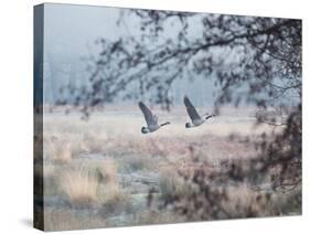 Canada Geese Flying Though a Wintery Richmond Park-Alex Saberi-Stretched Canvas