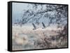 Canada Geese Flying Though a Wintery Richmond Park-Alex Saberi-Framed Stretched Canvas
