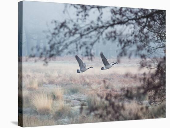 Canada Geese Flying Though a Wintery Richmond Park-Alex Saberi-Stretched Canvas