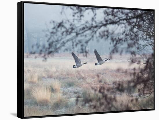 Canada Geese Flying Though a Wintery Richmond Park-Alex Saberi-Framed Stretched Canvas