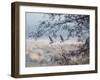 Canada Geese Flying Though a Wintery Richmond Park-Alex Saberi-Framed Premium Photographic Print