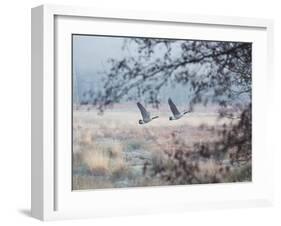 Canada Geese Flying Though a Wintery Richmond Park-Alex Saberi-Framed Premium Photographic Print