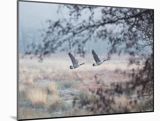 Canada Geese Flying Though a Wintery Richmond Park-Alex Saberi-Mounted Premium Photographic Print