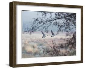 Canada Geese Flying Though a Wintery Richmond Park-Alex Saberi-Framed Photographic Print