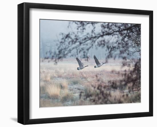 Canada Geese Flying Though a Wintery Richmond Park-Alex Saberi-Framed Photographic Print