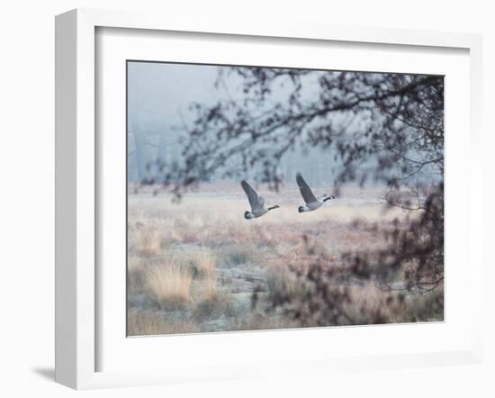 Canada Geese Flying Though a Wintery Richmond Park-Alex Saberi-Framed Photographic Print