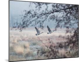 Canada Geese Flying Though a Wintery Richmond Park-Alex Saberi-Mounted Photographic Print