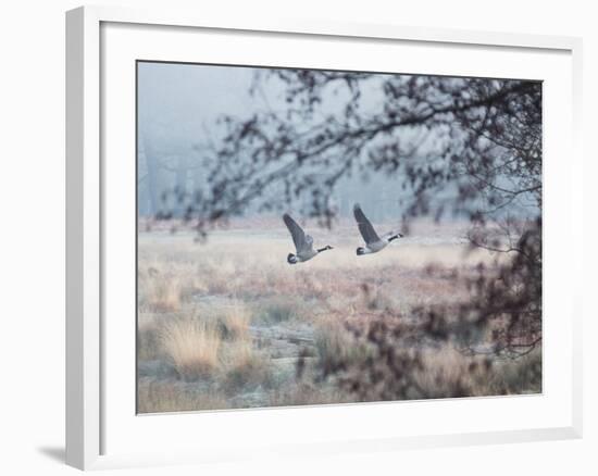 Canada Geese Flying Though a Wintery Richmond Park-Alex Saberi-Framed Photographic Print