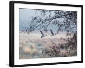 Canada Geese Flying Though a Wintery Richmond Park-Alex Saberi-Framed Photographic Print