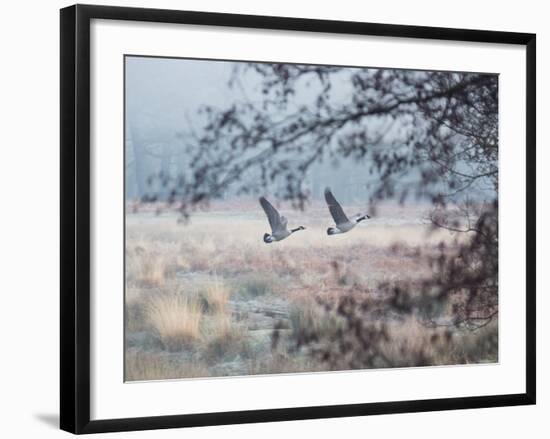 Canada Geese Flying Though a Wintery Richmond Park-Alex Saberi-Framed Photographic Print