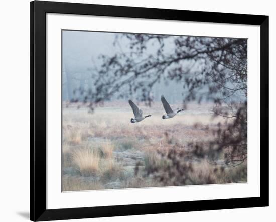 Canada Geese Flying Though a Wintery Richmond Park-Alex Saberi-Framed Photographic Print