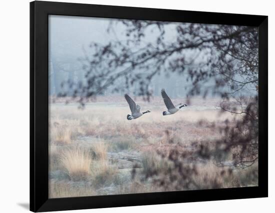 Canada Geese Flying Though a Wintery Richmond Park-Alex Saberi-Framed Photographic Print