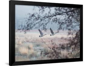 Canada Geese Flying Though a Wintery Richmond Park-Alex Saberi-Framed Photographic Print