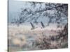 Canada Geese Flying Though a Wintery Richmond Park-Alex Saberi-Stretched Canvas