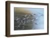 Canada Geese flying-Ken Archer-Framed Photographic Print