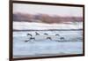 Canada Geese in Flight over Frozen Wetlands, West Lafayette, Indiana-Rona Schwarz-Framed Photographic Print