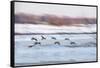 Canada Geese in Flight over Frozen Wetlands, West Lafayette, Indiana-Rona Schwarz-Framed Stretched Canvas