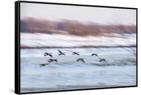 Canada Geese in Flight over Frozen Wetlands, West Lafayette, Indiana-Rona Schwarz-Framed Stretched Canvas