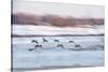 Canada Geese in Flight over Frozen Wetlands, West Lafayette, Indiana-Rona Schwarz-Stretched Canvas