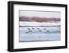 Canada Geese in Flight over Frozen Wetlands, West Lafayette, Indiana-Rona Schwarz-Framed Photographic Print