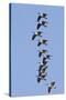 Canada Geese in Flight-Hal Beral-Stretched Canvas