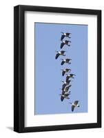 Canada Geese in Flight-Hal Beral-Framed Photographic Print