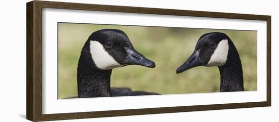 Canada geese, Kentucky-Adam Jones-Framed Photographic Print