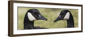 Canada geese, Kentucky-Adam Jones-Framed Photographic Print