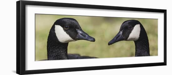 Canada geese, Kentucky-Adam Jones-Framed Photographic Print