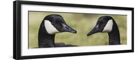 Canada geese, Kentucky-Adam Jones-Framed Photographic Print