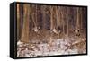 Canada Geese Landing on Frozen Lake, Marion, Illinois, Usa-Richard ans Susan Day-Framed Stretched Canvas