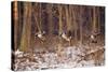 Canada Geese Landing on Frozen Lake, Marion, Illinois, Usa-Richard ans Susan Day-Stretched Canvas