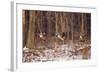 Canada Geese Landing on Frozen Lake, Marion, Illinois, Usa-Richard ans Susan Day-Framed Photographic Print