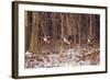 Canada Geese Landing on Frozen Lake, Marion, Illinois, Usa-Richard ans Susan Day-Framed Photographic Print