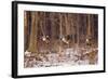 Canada Geese Landing on Frozen Lake, Marion, Illinois, Usa-Richard ans Susan Day-Framed Photographic Print