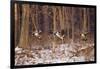 Canada Geese Landing on Frozen Lake, Marion, Illinois, Usa-Richard ans Susan Day-Framed Photographic Print