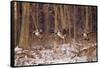 Canada Geese Landing on Frozen Lake, Marion, Illinois, Usa-Richard ans Susan Day-Framed Stretched Canvas