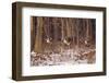 Canada Geese Landing on Frozen Lake, Marion, Illinois, Usa-Richard ans Susan Day-Framed Photographic Print