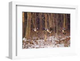 Canada Geese Landing on Frozen Lake, Marion, Illinois, Usa-Richard ans Susan Day-Framed Photographic Print