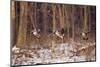 Canada Geese Landing on Frozen Lake, Marion, Illinois, Usa-Richard ans Susan Day-Mounted Photographic Print