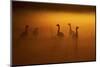 Canada Geese, Misty Dawn-Ken Archer-Mounted Photographic Print