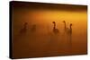 Canada Geese, Misty Dawn-Ken Archer-Stretched Canvas