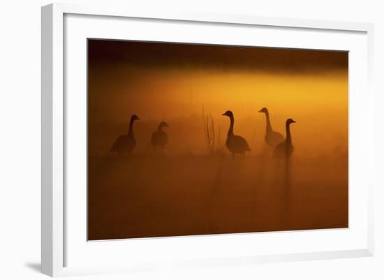 Canada Geese, Misty Dawn-Ken Archer-Framed Photographic Print